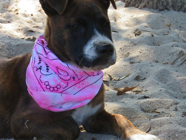 The Doggie Dude Ranch Welcomes Genevieve!