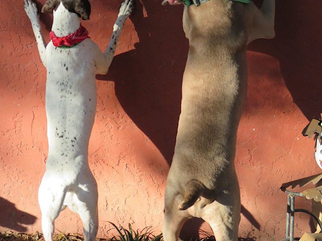 DDR Dogs Are Stars Of The Show