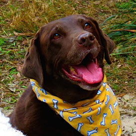 Welcome to our new Doggie Dudes!